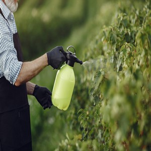 Mudas de Plantas